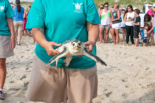 OBX Fast Facts: Sea Turtles - Resort Realty of the Outer Banks