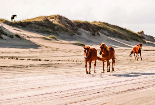 Wild horses roaming the beaches of Corolla.