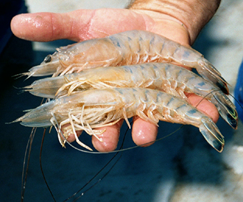 Greentail shrimp are a fall season staple in regards to OBX seafood. 