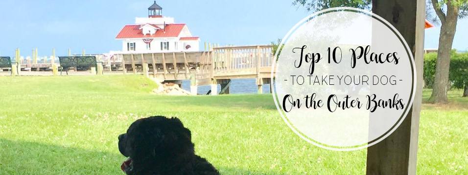 Top 10 Places To Take Your Dog On The Outer Banks