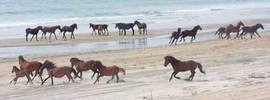 Corolla Wild Horses Corolla Wild Horses