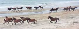 Corolla Wild Horses