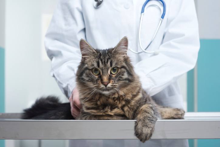 Animal Hospital Of Nags Head Animal Hospital Of Nags Head