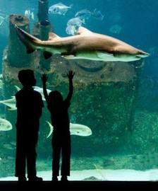 North Carolina Aquarium