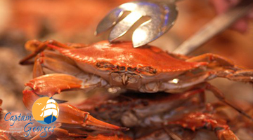 Captain George’s Seafood Restaurant Captain George’s Seafood Restaurant