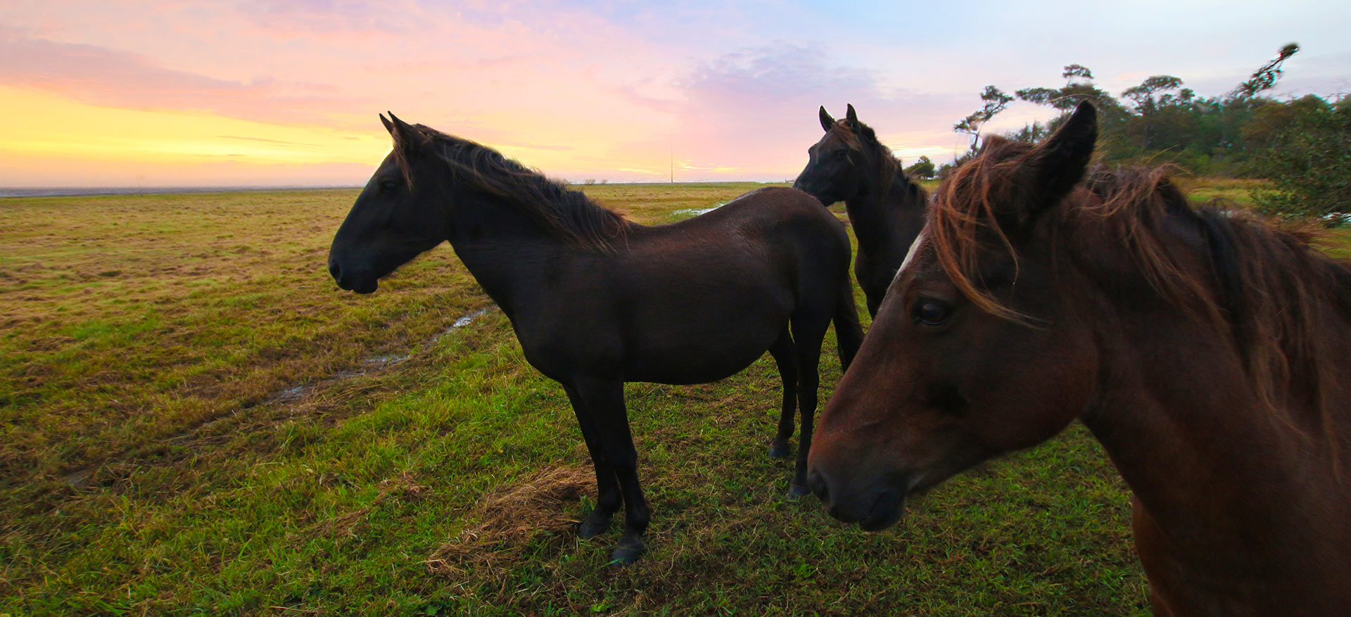 Outer Banks Wild Horses