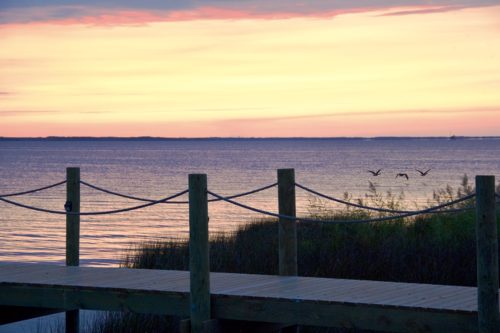 Birds Over Water