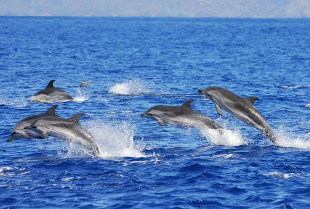 Harbor Star Dolphin Tours