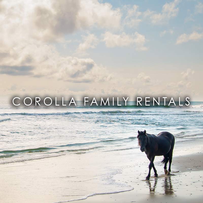 Wild horse in Corolla, NC on the beach denoting Corolla family Rentals