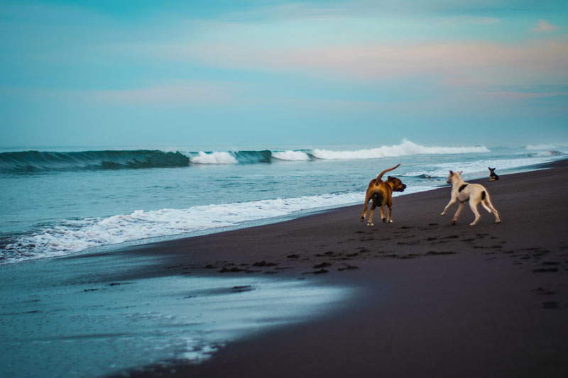 Outer Banks beaches are the perfect place for your dog to play and enjoy the sun and sand. 