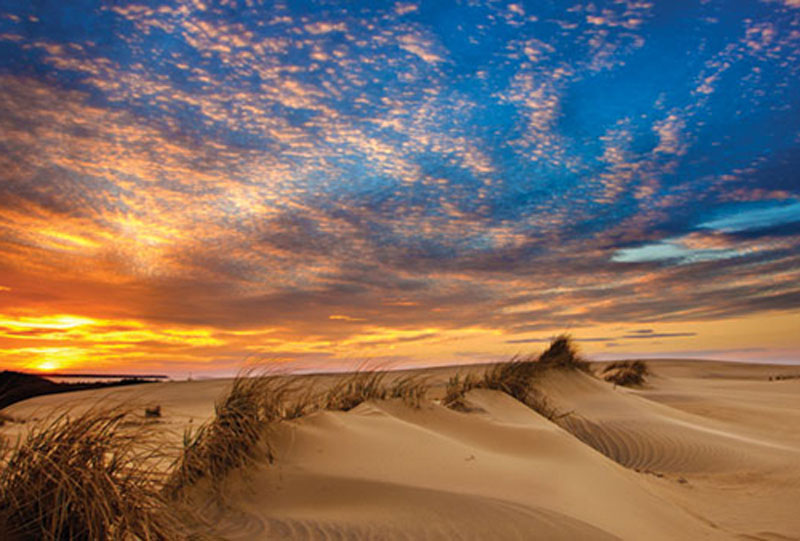 Jockey's Ridge on the Outer Banks is full of sand for your dog to frolic and run however they please.