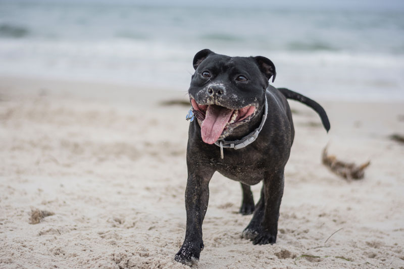 The sound offers an alternative to the beach with easier waves and shallow water for your dog to play in on the Outer Banks. 