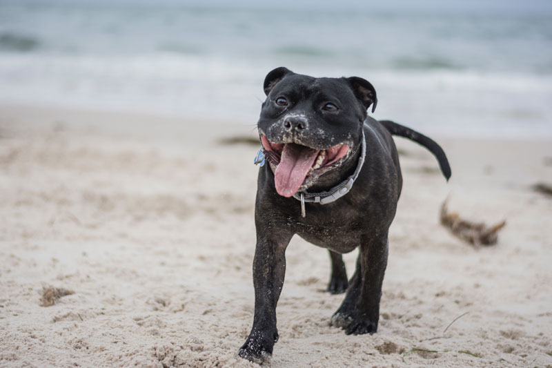 The sound offers an alternative to the beach with easier waves and shallow water for your dog to play in on the Outer Banks.