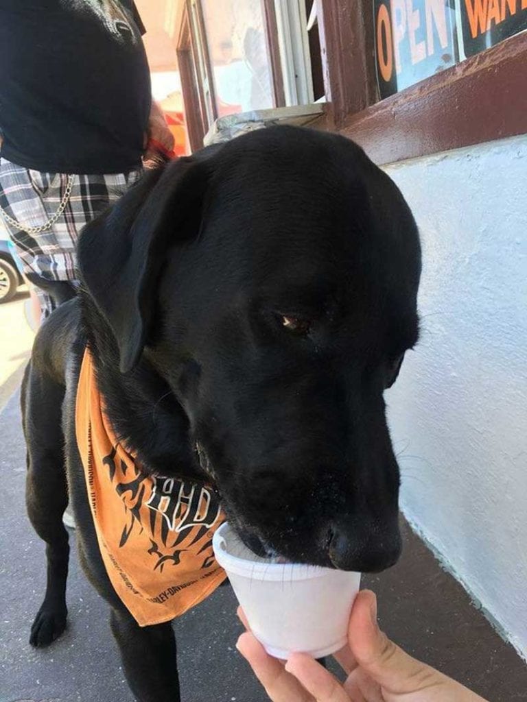 John's Drive in is the best Outer Banks dog spot for your dog to cool off with a pup cup!
