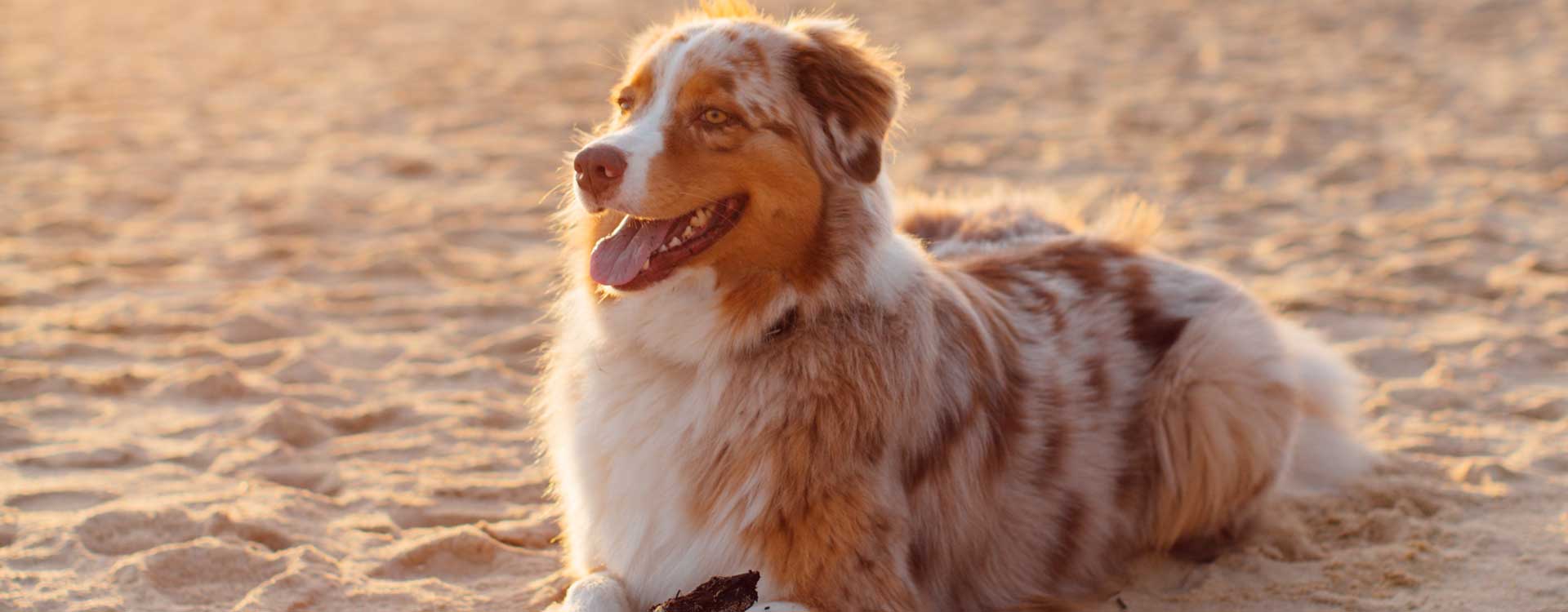 Outer Banks Pet Friendly Als