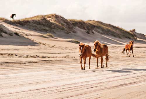 Give the wild horses of Corolla respect and stay at least 50 feet away from them. 