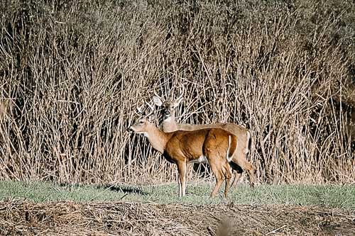 Deer are a common animal to see on the Outer Banks; typically grazing along the side of highway 12 and in wooded areas.