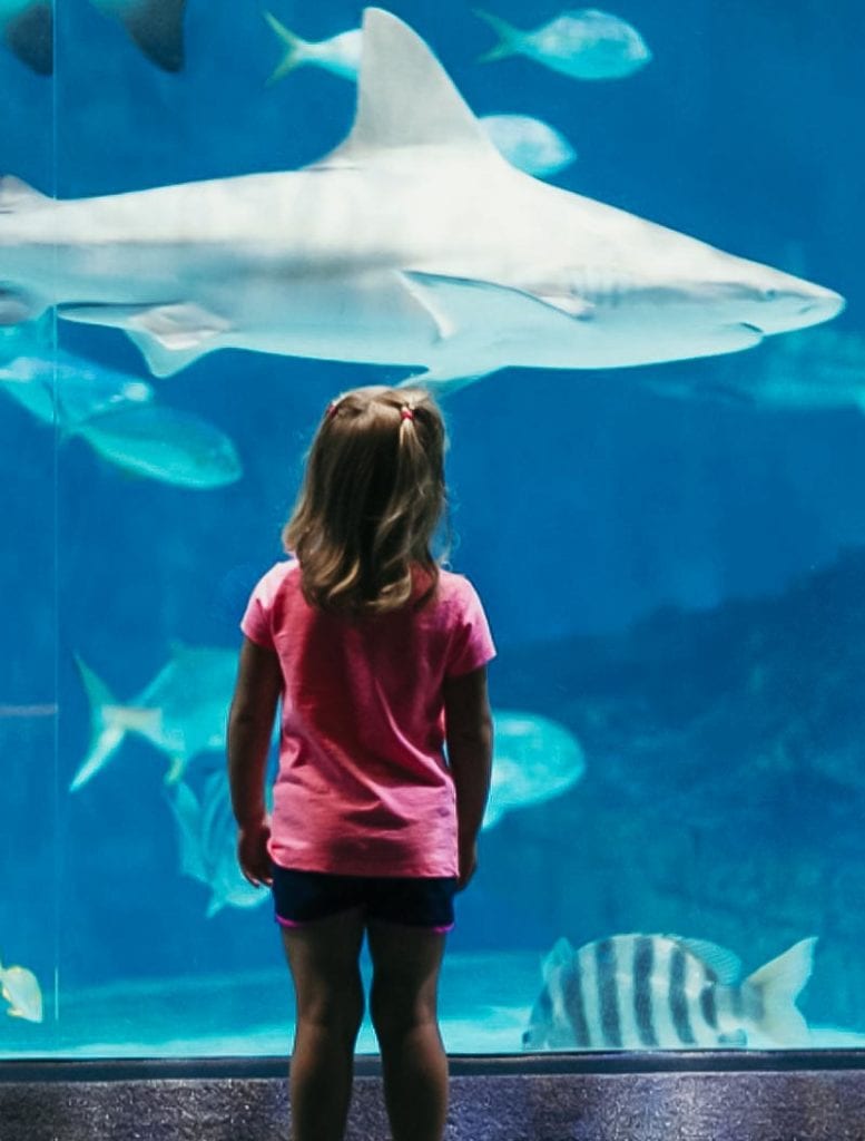 Kids absolutely love the North Carolina Aquarium on Roanoke Island. This is one of the many family friendly activities we have on the Outer Banks!