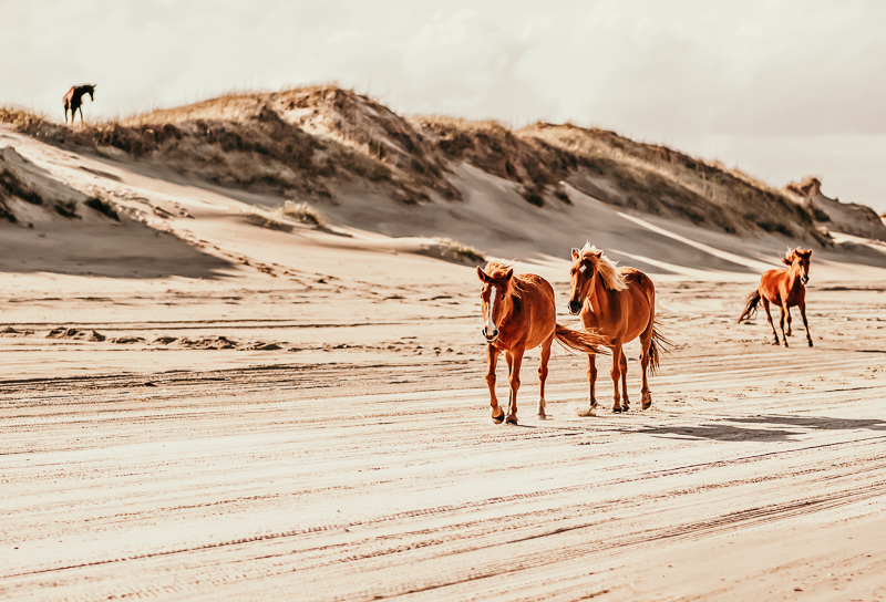 Corolla is an Outer Banks town home to some true, blue, 4-legged natives. 
