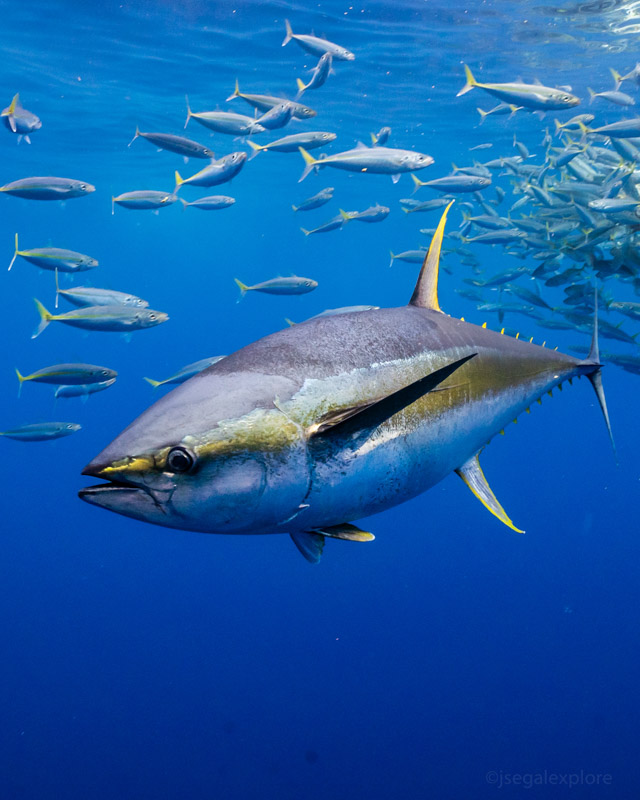 Yellowfin Tuna swimming in the blue. Tuna can be found year round on the OBX. 