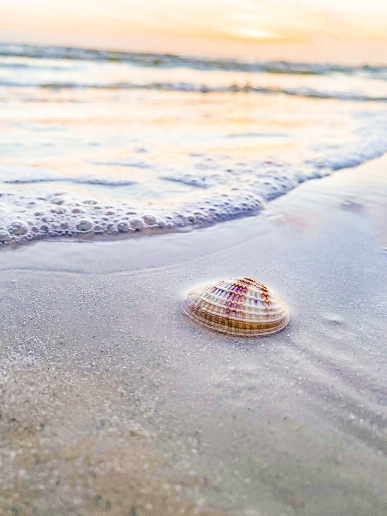 Seashell resting on wet sand as ocean waves roll onto an Outer Banks beach